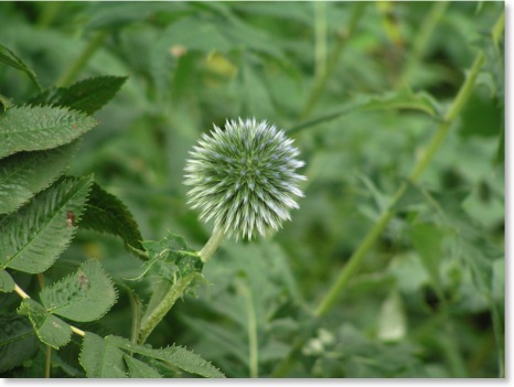 Seed pod
